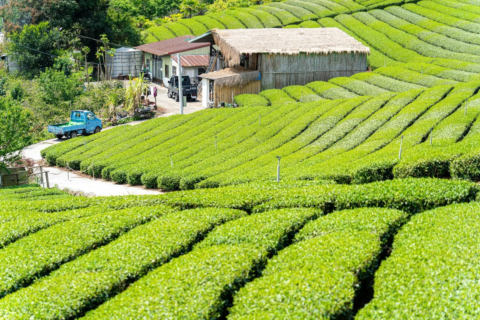 阿里山茶園邊的農舍與工寮,旁邊停著一台藍色小貨車